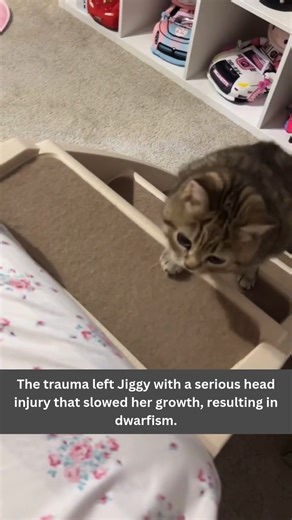 13K views · 9.4K reactions | At just three weeks old, Jiggy survived being thrown from a moving car in a trash bag. The trauma left her with dwarfism, but her small size comes with a big personality—she’s a true feline diva!  See more @melodyandjiggy For the full story, visit our YT channel: https://www.youtube.com/watch?v=t_20RkpvTOA #JiggyTheSurvivor #FelineFierce #felinedwarfism #cutekittycat #tinycat #catdiva #survivorcat #rescuecats | Cats And Kittens | Facebook