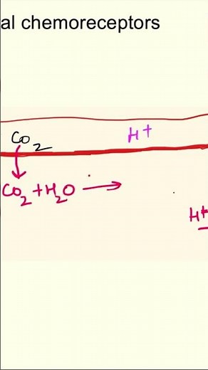 Central chemoreceptors - chemical regulation of respiration| respiratory physiology mbbs