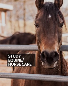 149K views · 767 reactions | Whether you compete in equestrian...