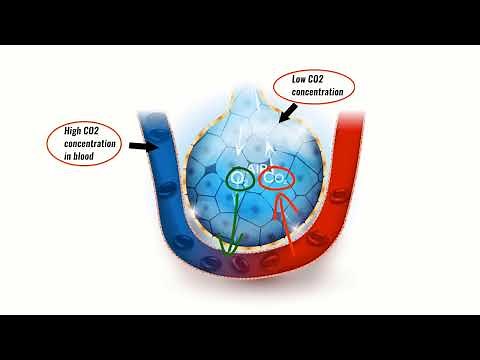 VENTILATION PERFUSION RATIO (V/Q) EXPLAINED! Breathing explained! Respiratory Physiology!