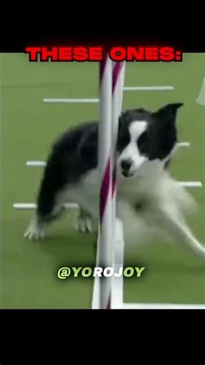 The Fastest Dogs 💀 #shorts