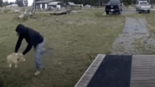 Pierce County dog taken from owner after disturbing Ring camera footage surfaces