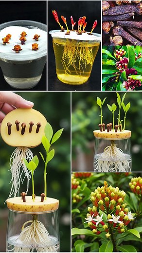 1K views | The Simplest Home Gardening Method to Grow Cloves from Seed to Fragrant Plant | Home & Gardening tips | Facebook