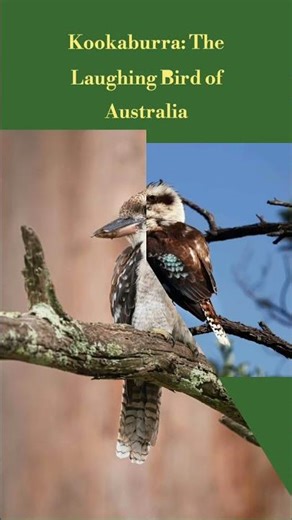 Kookaburra – The Bird That Laughs | Australian Wildlife