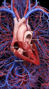 86K views · 1.8K reactions |  The Human Heart: Your Body's...