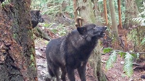 1.5K views · 222 reactions | Love to hear the Wolves Howl? This video is for YOU!  Hear the Wolves & See them howling through the different PNW seasons!  Follow Us to meet the Packs! We live stream right here on Facebook Monday - Saturday! Thank You all for your Love and Support!! #howling #wolves #wolfdogs #wolfwednesday #wolfconservationcenter #pnwlife #becausewematter | Because We Matter | Facebook