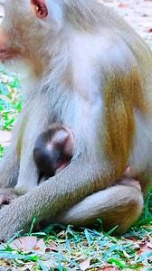 2.5K views · 64 reactions | Sweet Struggles Lily the Baby Monkey Learns to Walk with Mom Libby #fypシ゚viralシ #reel #monkey #reels #fypviralシ #Animals​ #monkeylily #BMW | Funny Clip | Facebook