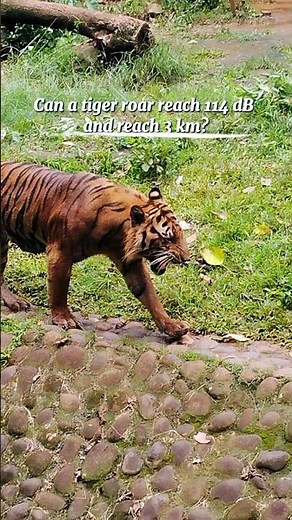 The Loudest Tiger Roar Ever Recorded