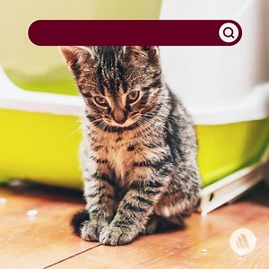 Cats that do not use their litter for urine, feces, or both may be avoiding the litter itself, the litter box, or its location, also called litter box aversion. After ruling out a medical problem, your veterinarian will focus on addressing the behavioral issue. Learn more: https://mrkmnls.co/4d44krS. | The Merck Manual for Pet Health | Facebook