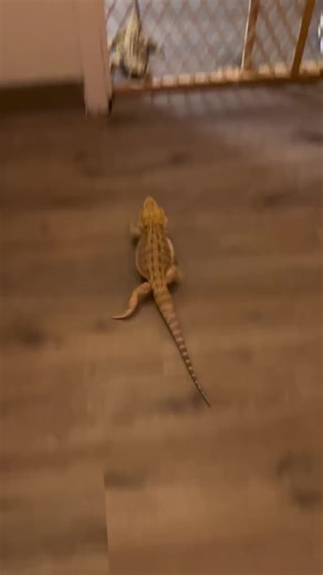 The after… lol … this is why dragons are mostly solitary animals especially two males that do not know each other. Dane Benito would eat Baby razz. 🦎 life 🦖 #lizards #Lizard #morphmarket #reptile #beardeddragon