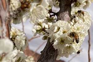 How do I know if a pesticide is safe for bees? Five steps to protect bees from pesticides