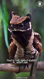 14K views · 946 reactions | Creature of the day: The Great-Eared Nightjar The great eared nightjar is a species of nightjar in the family Caprimulgidae. It is found in southwest India and in parts of Southeast Asia. This very large nightjar has long barred wings, a barred tail and long ear-tufts which are often recumbent. (Wikipedia)  @1minuteanimals IG | Angry Trini | Facebook