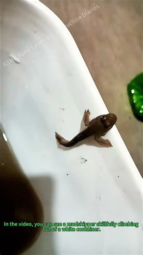 Mudskipper Climbs Out of White Container
