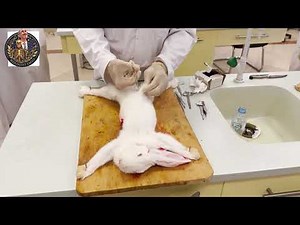 تشريح الأرنب - Rabbit dissection