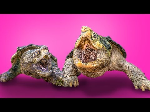 Giant Alligator Snapping Turtles Living in Our Backyard! + more