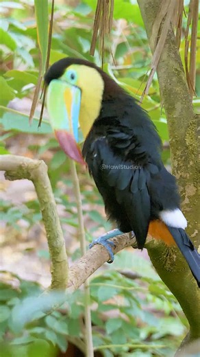 Exotic Keel Billed Toucan Sulfur breasted Toucan or Rainbow Billed Toucan #nature #wildlife HA17539 #hawistudios #bird #toucan #exotic #keel #billed #sulfur #rainbow #beautiful #nature #wildlife #toucanbird | HAWI Studios