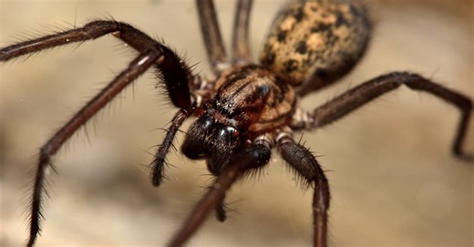 House Spiders Go High-Tech: CRISPR Swaps DNA for Dazzling Red Silk