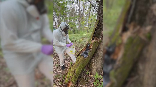 What's Hidden Inside This Tree? It's a WOWCube | 3-Minute Hacks
