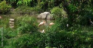 The American flamingo or Caribbean flamingo Phoenicopterus ruber is looking for food in water. Lives on the Caribbean coast. This is the largest representative of the flamingo family.