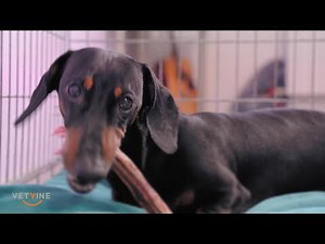 Intervertebral disc problems in dogs and the recommendation to "rest"