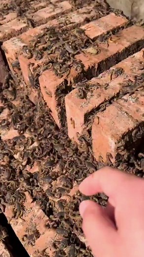 #scorpion🦂 #scorpionn🦂 #scorpion