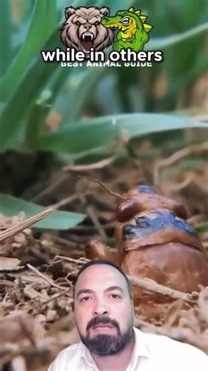 Cicadas: The Bizarre Insects That Vanish for 17 Years!