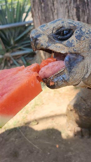 21K views · 629 reactions | The ASMR you didn't know you needed!  | Philadelphia Zoo | Facebook