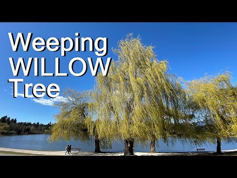 Weeping Willow Tree