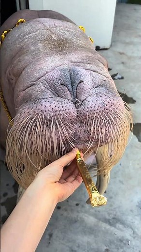 Wait... Did This Walrus Just Whistle? 🤯 #walrus
