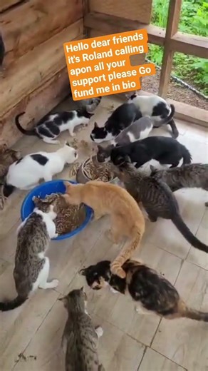 please help go fund me in bio please