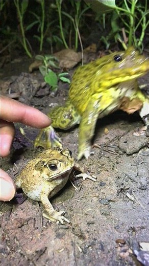 Funny Toad and Frogs Jump #funny #frog