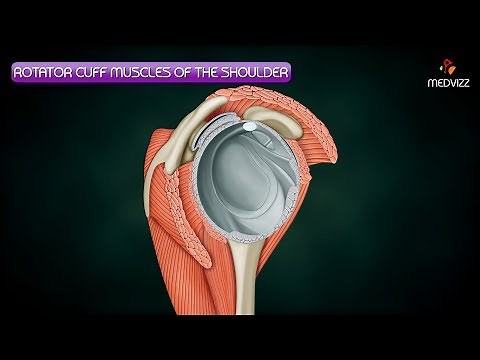 Rotator cuff muscles Anatomy - HD Animation