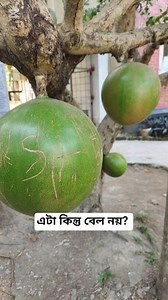“Amazing Calabash Tree | Crescentia Cujete Fruit Growing on Tree”