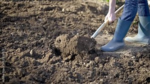 Work in a garden - Digging Spring Soil With Spading fork. Close up of digging spring soil with shovel preparing it for new sowing season.