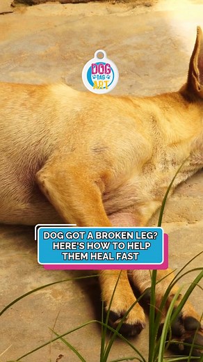 ChatGPT said: 🐾 Dog Got a Broken Leg? Don’t panic — your pup can bounce back stronger than ever! 💪❤️ ✅ Always start with a vet check-up to confirm the injury and get the right treatment. 🐶 Then follow our 5 simple steps to help your furry friend heal faster and feel better. Because every good dog deserves a full recovery and a happy tail wag! 🦴✨ 👉 Follow us for more pet wellness tips and healing hacks! #DogHealth #PetWellness #InjuredDogCare #DogRecovery #PetTips #DogCare #HealthyPets #DogM
