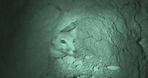 The survival story of the fox that thrives by staying unseen