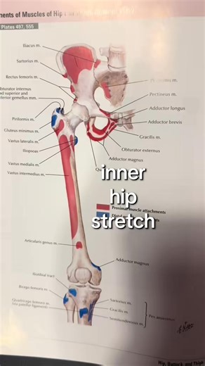 131K views · 993 reactions |  a nice way to stretch the inner hip, including some of the groin muscles with mobility to the hip joint itself. This is just a demonstration. This is not specific to your condition, you should see your doctor for your pain. #hipstretching #hipstretch #groin | Bannockburn Chiropractic & Physical Therapy | Facebook