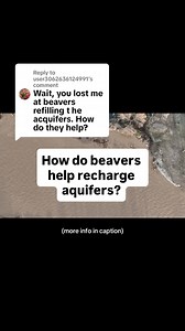 Aquifer recharge happens when beavers slow the flow of water, connect streams with floodplains, and when the weight of the water in beaver ponds presses water down into the ground, filling the spaces between soil particles with water instead of air. Beavers can raise the water table, creating underground reservoirs that can then help supply base flows in streams during dry periods. These changes can help hold water back to reduce flooding downstream, provide water later in the season when it’s i