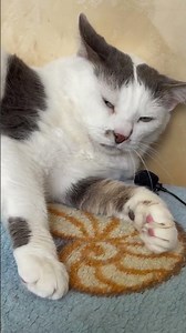 Cat Purr ❤️ Cute Cat purring for your relaxation. Have you ever seen so sweet and cute cat ? 😻