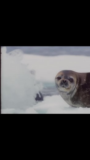 Exploring the Distinctive Ross Sea Orcas