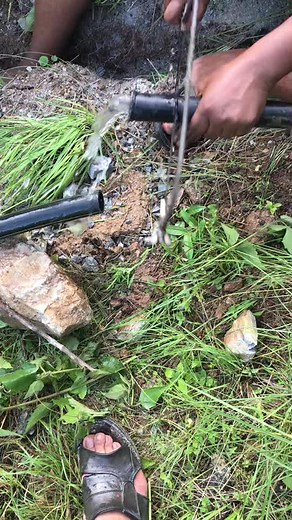 Kakasko gaau thauma yesto samashya parne gareko xa??