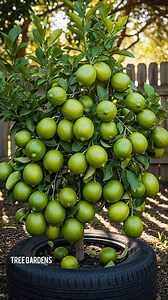 How to grow a lemon tree from a lemon fruit using bananas to encourage more fruit #grafting #grow #fruit #orange #lemon | Tree Gardens