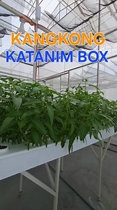 5.1K views · 108 reactions | Cut and grow kangkong (water spinach)...