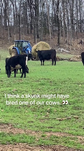 Adorable Funny Colored Cows on the Farm
