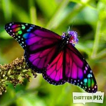 ChatterPix ΠΕΤΑΛΟΥΔΑ