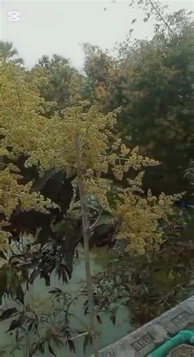 Mango flower #mango blossom #flower of mangifera indica