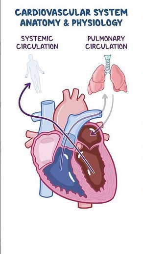 Cardiovascular system anatomy & physiology