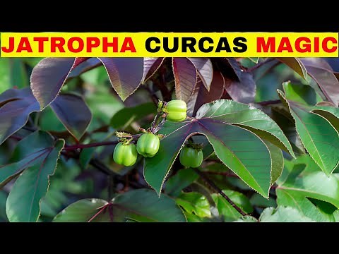 Incredible Benefits of JATROPHA CURCAS