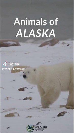 10 Most AMAZING Animals in Alaska!