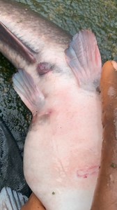 How to identify female catfish, hope you understand it better now? | Fish king